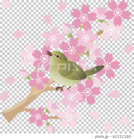うぐいす メジロ 鳥 春 さくら お花見 のイラスト素材 [62252180] - PIXTA