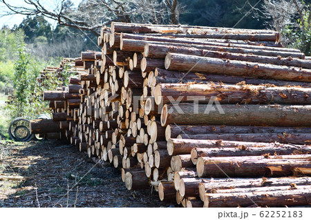 間伐材 間伐材 62252183