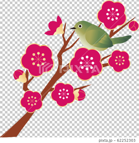 Uguisu mejiro鳥鳥春天梅花開花 62252303