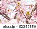 ピンク色の桜を花見するメジロの写真素材 62252359