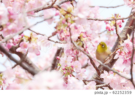 ピンク色の桜を花見するメジロの写真素材 62252359