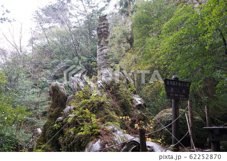 屋久島　翁杉 62252870