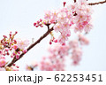つぼみをつけた八分咲きの桜のお花見 62253451