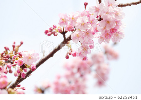 つぼみをつけた八分咲きの桜のお花見 つぼみをつけた八分咲きの桜のお花見 62253451