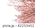 満開のピンクの桜の背景素材イメージ 62253452
