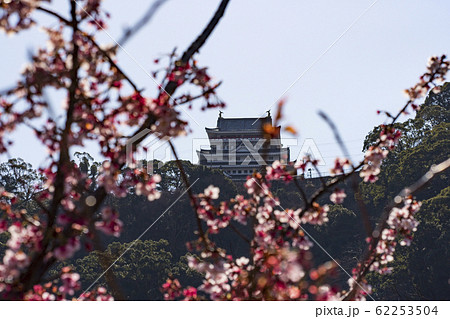 桜と熱海城 桜と熱海城 62253504