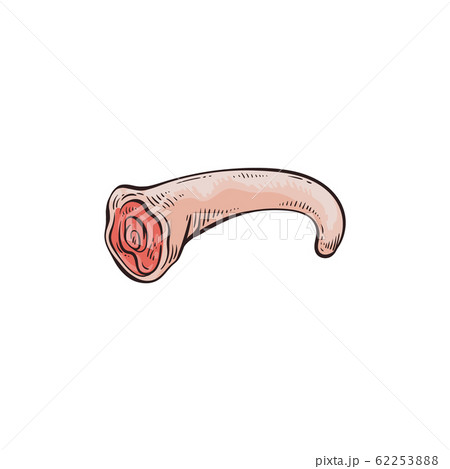Tail part of pork carcass - icon, vector illustration in sketch style isolated. 62253888