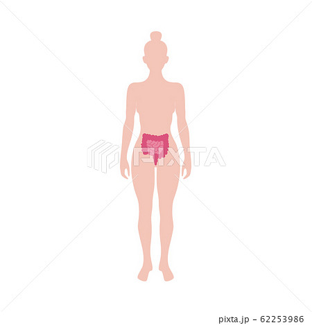 Body with bowel, colon and small intestine icon vector illustration isolated. 62253986