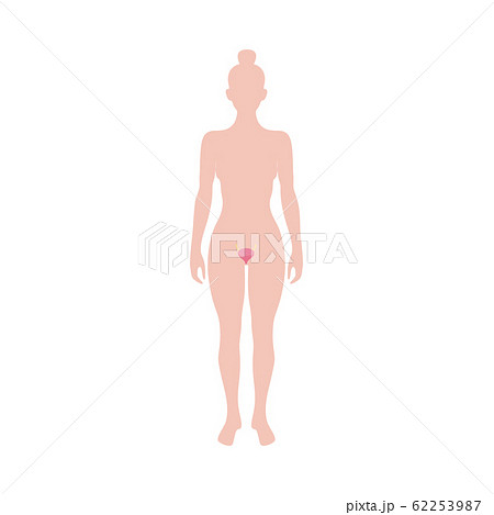 Female reproductive organ anatomy diagram - woman silhouette with uterus 62253987