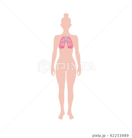 Human lungs sign or symbol on female figure shape, vector illustration isolated. Human lungs sign or symbol on female figure shape, vector illustration isolated. 62253989