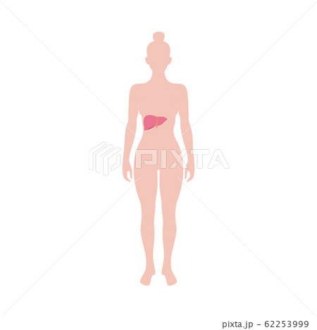 Female organism infographic with liver sign flat vector illustration isolated. 62253999