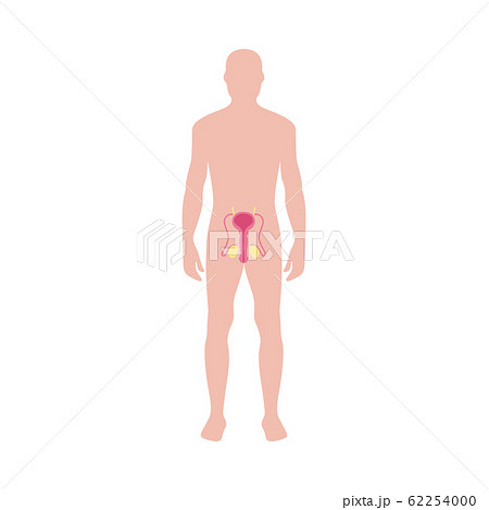 Male reproductive system diagram on human body silhouette Male reproductive system diagram on human body silhouette 62254000
