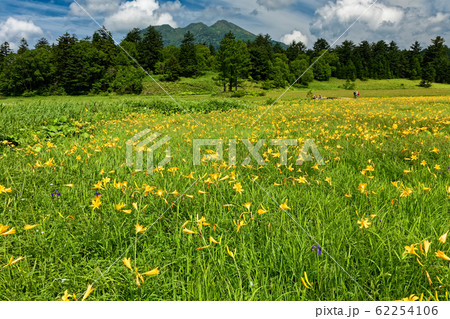 尾瀬沼・大江湿原のニッコウキスゲと燧ヶ岳 62254106