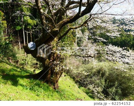 錦町左近桜 錦町左近桜 62254152
