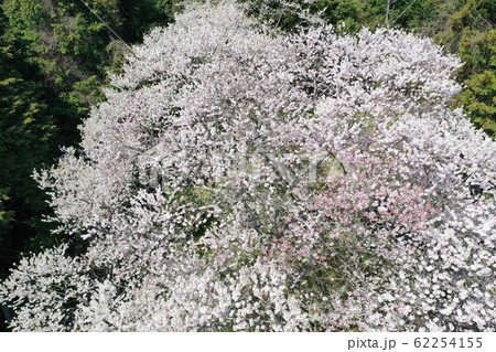 錦町左近桜の写真素材