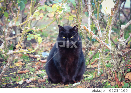 こちらをジッと見つめる黒い野良猫 62254166