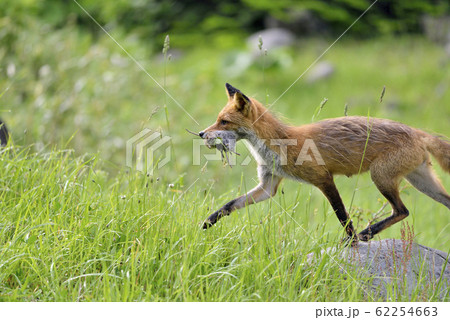 ネズミを捕らえたキタキツネ（北海道・知床） 62254663