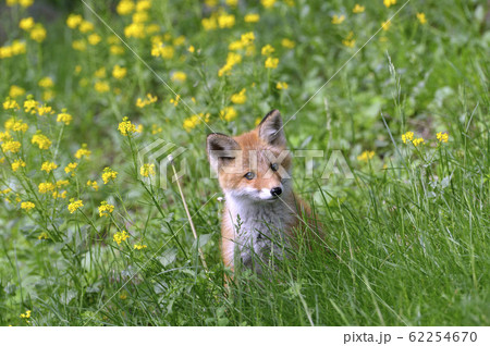 菜の花とキタキツネ（北海道・知床） 62254670