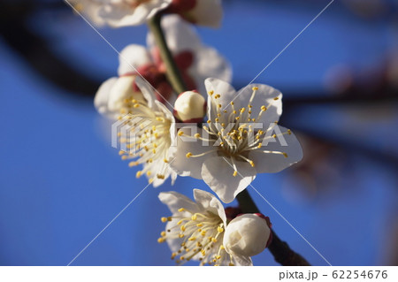 ウメ Japanese apricot ウメ Japanese apricot 62254676