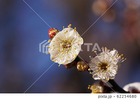 ウメ Japanese apricot ウメ Japanese apricot 62254680