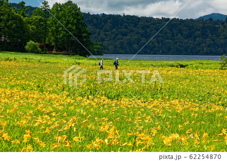 ニッコウキスゲ咲く夏の尾瀬・大江湿原 62254870