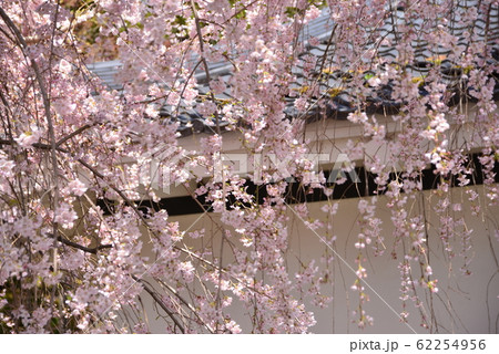 すだれ状のしだれ桜 62254956