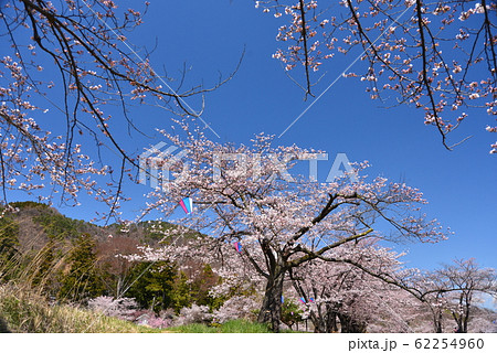 桜満開の春の風景 桜満開の春の風景 62254960