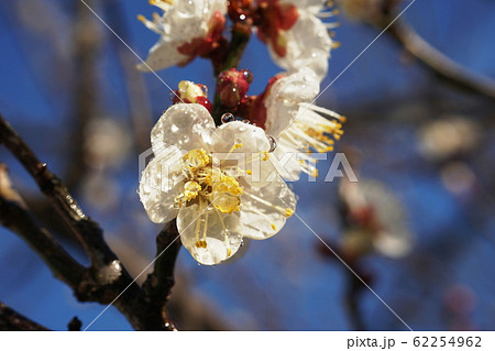 ウメ Japanese apricot ウメ Japanese apricot 62254962