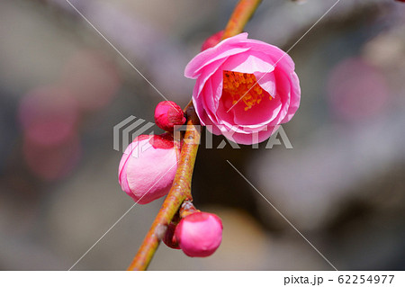 しだれ梅開花ー２ 62254977
