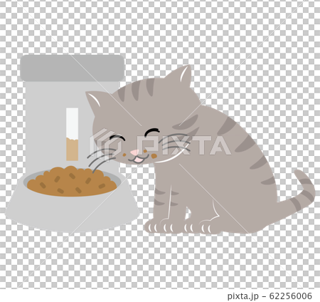 Cat eating food with automatic feeder Cat eating food with automatic feeder 62256006