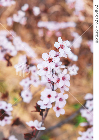 Beautiful tree branch with spring blossoms, close up. Beautiful tree branch with spring blossoms, close up. 62256962