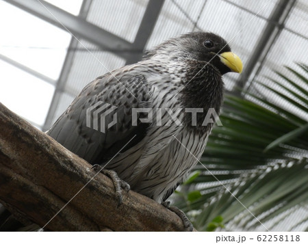 ハイイロエボシドリ ハイイロエボシドリ 62258118