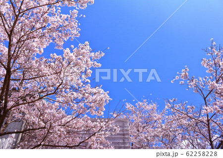 青空と春の光に映える桜 62258228