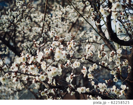 桜 梅 景色 62258525