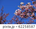 桜 62258587