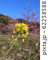 桜と菜の花 62258588