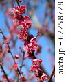 梅 62258728