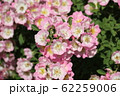 薔薇 62259006