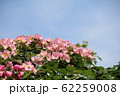 薔薇 62259008