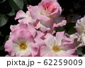 薔薇 62259009