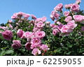 薔薇 62259055