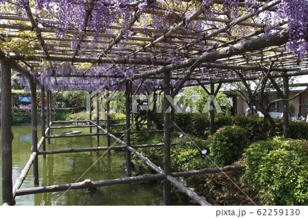 亀戸天神の藤 62259130