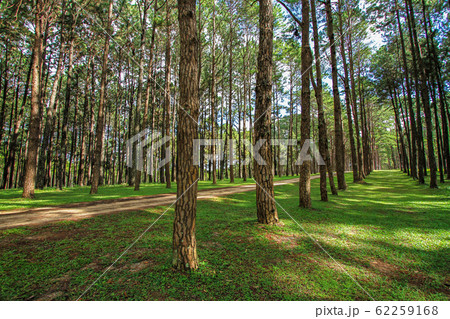 Thailand, Autumn, Backgrounds, Beauty, Beauty In Thailand, Autumn, Backgrounds, Beauty, Beauty In 62259168