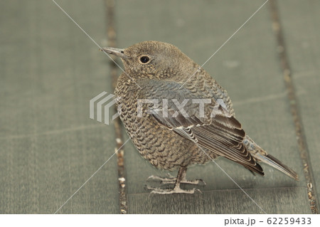 イソヒヨドリ　雌 62259433