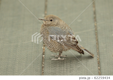 イソヒヨドリ　雌 62259434