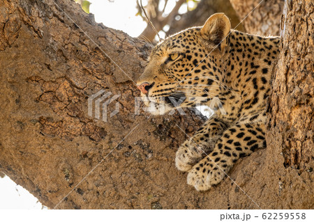 Wild leopard over tree looking into the distance 62259558