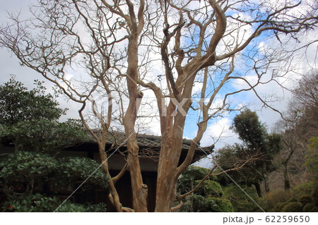 サルスベリ(百日紅) サルスベリ(百日紅) 62259650