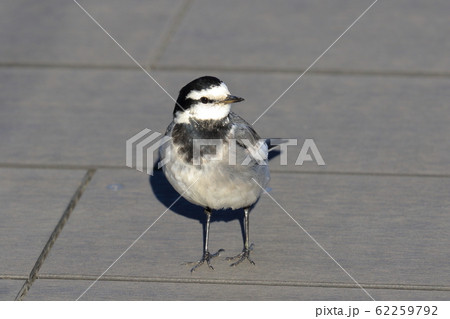 ハクセキレイ　白鶺鴒 62259792