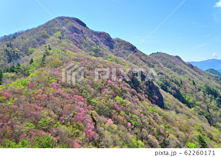 西赤石山、満開のアケボノツツジ 西赤石山、満開のアケボノツツジ 62260171