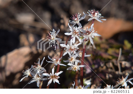 コセリバオウレン 62260531